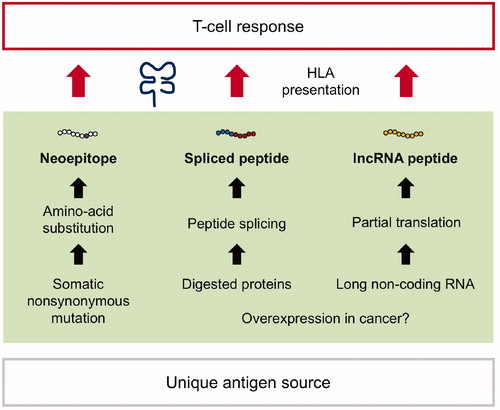 Figure 3. Discovery of unique classes of cancer antigens. (Left) Non-synonymous mutations (missense or frameshift mutations) give rise to unique amino-acid substitutions and can be presented by HLA as neoepitopes. Because somatic mutation is a cancer specific event, the neoepitopes are often immunogenic to induce host T-cell anti-cancer responses. (Middle) The proteasomes can ligate two excised peptide fragments and create a single peptide (peptide splicing). The post-translational event provides spliced peptides, which can be presented by HLA and serve as T-cell targets. (Right) Non-coding genes do not harbor evident open-reading frames encoding functional proteins. However, partial translation can occur, yielding HLA-bound peptides (long non-coding RNA peptide, lncRNA peptide). Both spliced peptides and lncRNA peptides can elicit anti-cancer responses as well; however, the underlying mechanisms remain unclear, therefore need to be investigated.