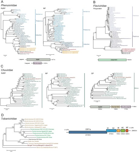 Figure 3. Phylogenetic relationships and genome organizations of the viruses identified from ticks. Phylogenetic trees of the Phenuiviridae (A), Flaviviridae (B), and Chuviridae (C) families including MATV, IFTV, BLTV4, and LMTV are constructed based on the full length of the aa sequence of corresponding viral proteins, respectively, and the tree of Tobaniviridae family including BanToV (D) is constructed using the full length of the viral genome. The viruses identified in this study are shown in red font. Viruses belonging to different groups are labelled with different colours. The genome organization of each virus is presented in a schematic diagram below or outside the trees.