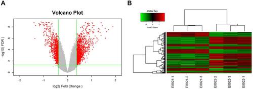 Figure 5 Differentially expressed genes between TPM4-RNAi AGS cells and control AGS cells were assessed by microarray detection. (A) Volcano Plot demonstrated the distribution of the differentially expressed genes between TPM4-RNAi AGS cells and control AGS cells. Horizontal coordinates represented the difference multiple with the logarithm conversion based on two and the ordinate represented the significant FDR of the difference with the logarithm conversion based on 10. The red color represents all the probes with fold difference >1.3 and FDR<0.05. Gray dots are genes with no significant differences. (B) Gene-wise hierarchical clustering heat map exhibiting the expression of genes with fold difference >1.3 and FDR <0.05. Each column represents one sample, and each row represents a differentgene. The upper tree structure was the aggregation or classification of all samples according to the expression profile of differentgenes. The tree structure on the left indicates the aggregation of expression patterns of differentially expressed genes. The red color demonstrates the up-regulated genes; the green color indicates the down-regulated genes. The black color displays the genes with no significant change, and the gray shows non-detected. E8921-1, E8921-2, and E8921-3 were the control group, while E8922-1, E8922-2, and E8922-3 were the TPM4-RNAi group.