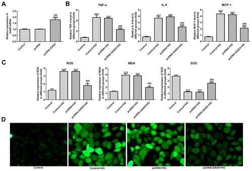 Figure 2 GAS5 overexpression inhibited the inflammation and oxidative stress in HG-induced HK-2 cells. (A) GAS5 expression was upregulated in HK-2 cells transfected with pcDNA-GAS5. ***P<0.001 vs control group. ###P<0.001 vs pcDNA group. (B) HG induction upregulated the levels of TNF-α, IL-6 and MCP-1 which decreased the GAS5 overexpression. ***P<0.001 vs control group. ###P<0.001 vs control+HG group. (C) HG induction upregulated the levels of ROS and MDA and downregulated the SOD level which reversed the GAS5 overexpression. *P<0.05 and ***P<0.001 vs control group. ###P<0.001 vs control+HG group. (D) The level of ROS was determined by the images of immunofluorescence.