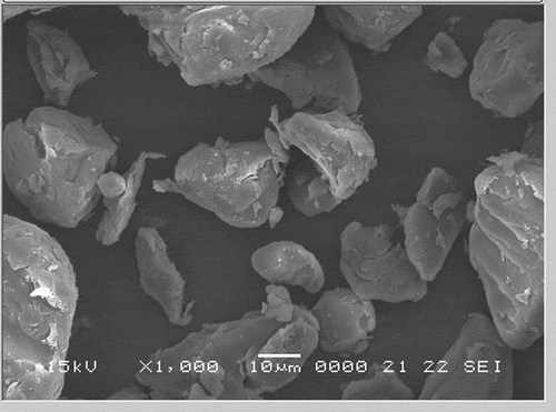 Figure 6. Scanning electron micrographs of pregelatinized acetylated water chestnut starch (pgaWCS) under 1000× magnification.