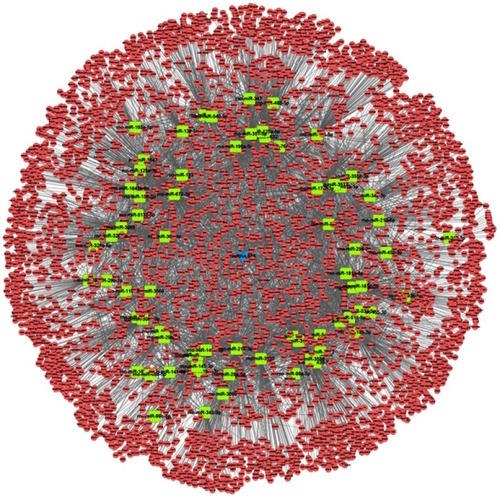 Figure 3 The subnetwork of circRNA-689. A total of 71 miRNA nodes, 37,88 mRNA nodes, and 7,134 edges were included. CircRNA-689 is represented by a blue arrow, and miRNAs and mRNAs are represented by yellow squares and pink circles, respectively.