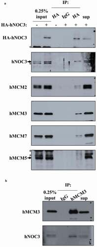 Figure 2. hNOC3 interacts with hMCM subunits in co-IP. HEK-293T cells were transfected with HA-hNOC3 plasmid and harvested for immunoprecipitation after 48 hrs post-transfection. (a) DNase I-treated whole-cell extracts (WCE) were immunoprecipitated with an anti-HA antibody or the control mouse IgG. Co-IP assay results show that hNOC3 interacts with hMCM2, hMCM3 and hMCM7, but not hMCM5. *: Cross-reactive band. (b) Reciprocal co-IP was done using hMCM3 antibody and hNOC3 was co-immunoprecipitated.