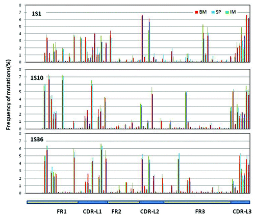 Figure 7. Distribution of somatic mutations along VL: Mutations observed in the three samples along the germline genes 1S1, 1S10 and 1S36. The number of mutations per position from all the reads derived from the same germline gene is plotted as percent of total number of mutations at all the positions for the same set of reads. Mutations for the first 7 positions are not calculated since these positions were encoded by the primer used in V-region amplification.