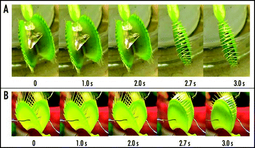 Figure 6 Sequence of Venus flytrap photos after stimulation of trigger hairs by a small piece of a gelatin (A) or by electrical stimulation (B). Fifty milliliters of 5 mM BaCl2 was added to soil 55 hours before experiments. These results were reproduced seven times on different Venus flytrap plants.