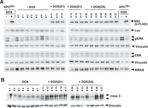 Figure 5. NS1 inhibits ERK phosphorylation and induces apoptosis in vivo. A) Lysates of KPCNS1 PDAC tumours were analysed by western blot for activation of ERK. The homogeneity of KPC cells in each tumour is illustrated by the anti-luciferase (Luc) blot. NS1 expression was seen only in DOX-treated samples. B) Caspase-3 activation was measured by Western blot using cleaved Caspase-3 (Asp175) antibody (casp3). Vinculin was used as a loading control for ERK, pERK and caspase-3 blots. Quantification of blots is shown in Extended Figure 4b and c.