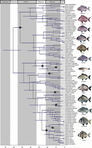 Figure 2. BEAST chronogram of sparids. Blue bars indicate 95% HPD (highest posterior density); numbered black circles indicate fossil calibration points (see Appendix 1). Fish images modified under Creative Commons license from original photographs by J. E. Randall, A.S. Thorke Østergaard and J.-L. Justine (retrieved from www.fishbase.org).