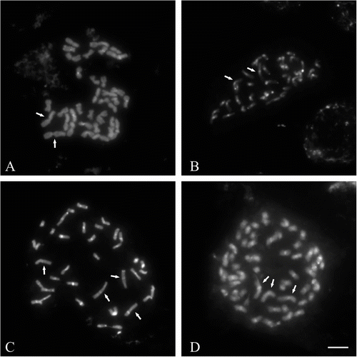 Figure 2 Metaphase chromosomes in four Miscanthus genotypes, C-banding/DAPI staining. (A) M. sinensis M07 (2n  =   38). (B) M. sinensis cv. Gracillimus (2n  =   38). (C) M. sacchariflorus M115 (2n  =   38). (D) M.   ×  giganteus (2n  =   57). Satellite chromosomes (SAT) arrowed. Scale bar   =   5 μm.