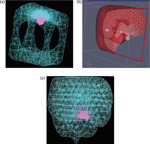 Figure 9. Topologically accurate, radially varying brain volume tetrahedralization: (a) invaginated cube visualized as 3D wireframe of all tetrahedral edges, with child mesh in pink and parent mesh in turquoise; (b) brain mesh visualized as semi-transparent boundary of clipped volume, where triangular intersections of tetrahedra with the clipping plane are shown as a white wireframe; and (c) brain mesh visualized as a 3D wireframe rendering.