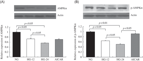Figure 1. High-glucose treatment decreased AMPKα and p-AMPKα expression in mesangial cells. AMPKα and p-AMPKα protein levels were detected by Western blot. (A) Compared with cells less than 5.6 mM glucose, AMPKα expression decreased by 26% in cells under high glucose for 12 h and 44% for 24 h (p < 0.05). (B) p-AMPKα expression decreased by 36% in cells under high glucose for 12 h and 49% for 24 h (p < 0.05), compared with cells in 5.6 mM glucose. AICAR treatment elevated p-AMPKα protein levels by 80%, compared with that in cells treated only by high glucose for 24 h (p < 0.05). Values are given as means ± SD and p < 0.05 is considered statistically significant.