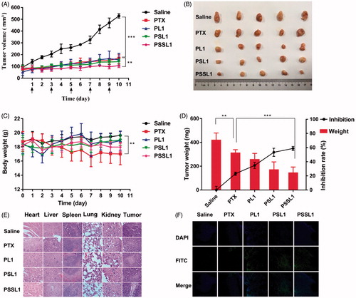Figure 6. In vivo antitumor efficiencies of PTX, PL1, PSL1, and PSSL1 in 4T1 xenograft tumor-bearing BALB/c mice. (A) Changes in tumor volume; (B) Photographs of tumors after the last treatment; (C) Body weight variations; (D) Yumor weights and inhibition rates of tumor growth at the end of experiment; (E) H&E staining results of the main organs and tumors after treatment with saline, PTX, PL1, PSL1, and PSSL1; (F) TUNEL assay of tumor sections after treatment with different drug formulations.