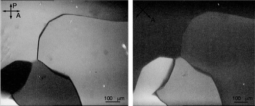 Birefringence of the BPSm2 phase observed in transmission by polarizing microscopy. The thickness of the sample is 100 microns.