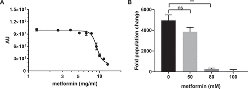 Figure 1. Metformin demonstrates antifungal activity against C. glabrata. (A) Prestoblue assay. Wild type C. glabrata were treated with a range of metformin concentrations, with Prestoblue fluorescence read at 18hrs. Arbitrary units (AU) for fluorescence plotted on the y-axis. Data points were fitted to a four-parameter logistic curve. (B) CFU assay. Wild type C. glabrata was treated with metformin for 18hrs, resuspended and plated onto YPD agar plates for 24-48hrs at 30°C. Data are plotted as fold population change compared to initial inoculum. ** denotes p ≤ 0.01, ns = not significant. Data represent 3 independent experiments.