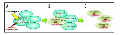 Figure 1 HSV-tk/GCV Suicide gene therapy. In tumor cells transduced with the HSV-tk gene, HSV-tk monophosphorylates the nucleoside analog GCV that is administered systemically. The monophosphorylated GCV is then converted to triphosphate GCV in the host cells. The triphosphate form is incorporated into the DNA, and it consequently blocks DNA replication and induced apoptosis (A). The toxic triphosphate is eventually transported to neighboring cells, and provides “bystander effects” (B) leading to apoptosis (C).