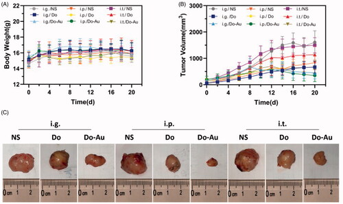 Figure 6. Gross tumor index. (A) Body weights during the 20 days. (B) Time-dependent tumor volume curves of different groups. (C) Photographs of tumors from nine different groups.