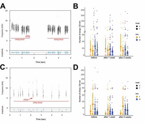 Fig. 3. Testosterone treatment (T-treatment) did not affect the number of songs and chirps emitted by both sexes in black jacobin. (A) Spectrogram (frequency with time) and oscillogram (relative amplitude with time) of the black jacobin’s song and (C) chirp. The song is composed of a single high-pitched syllable (vocal unit) that can be repeated multiple times in a song bout. The chirp is characterized by a wide frequency bandwidth in a fast duration that can also be repeated consecutively in a chirp bout. (B) The number of songs produced by both sexes in control and T-treated groups did not differ before, 1 or 2 weeks after T-treatment. (D) Although T-treated females tended to consistently produce more chirps, the number of chirps produced by both sexes in control and T-treated groups also did not differ significantly before, 1 or 2 weeks after T-treatment. The data points represent song or chirp counts obtained per bird in 20 min of observation. The error bars represent the fitted mean and the 95% confidence interval given by the generalized linear mixed models.