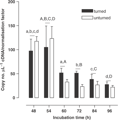 Figure 2. The expression (mean ± SEM, n = 6) of carbonic anhydrase II mRNA by the blastoderm of the Japanese quail in turned and unturned eggs from 48 to 96 h of incubation. For turned and unturned eggs combined, and for each period of incubation, means sharing the same superscript differ (P < 0·05).