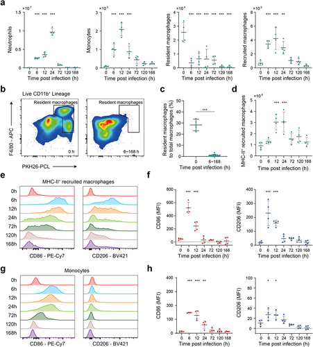 Figure 4. Flow cytometry analysis reveals the response of innate immune cells after E. faecium infection. (a) Number of innate immune cells, including neutrophils, monocytes, resident macrophages and recruited macrophages before and after infection. (b) Number of resident macrophages was significantly decreased after infection. (c) The percentage of resident macrophages to total macrophages was significantly decreased after infection. (d) Number of MHC-II+ recruited macrophages before and after infection. (e) CD86 and CD206 expression on MHC-II+ recruited macrophages. (f) The MFI of CD86 and CD206 expression on MHC-II+ recruited macrophages. (g) CD86 and CD206 expression on monocytes. (h) The MFI of CD86 and CD206 expression on monocytes. MFI: mean fluorescence intensity. *: P < 0.05, **: P < 0.01, ***: P < 0.001 when compared to 0 h.