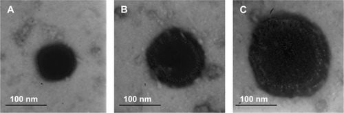 Figure 2 TEM imaging of different NLC formulations.Notes: PTX-DNA-NLC (A) had a spherical shape. Tf5k-PTX-DNA-NLC (B) and Tf10k-PTX-DNA-NLC (C) had slight, light coats on white, spherical-shaped particles.Abbreviations: NLC, nanostructured lipid carriers; TEM, transmission electron microscopy; PTX-DNA-NLC, paclitaxel- and deoxyribonucleic acid-loaded nanostructured lipid carriers; Tf5k-PTX-DNA-NLC, transferrin-conjugated polyethylene glycol 5000-phosphatidylethanolamine-decorated paclitaxel- and deoxyribonucleic acid-loaded nanostructured lipid carriers; Tf10k-PTX-DNA-NLC, transferrin-conjugated polyethylene glycol 10000-phosphatidylethanolamine-decorated paclitaxel- and deoxyribonucleic acid-loaded nanostructured lipid carriers.