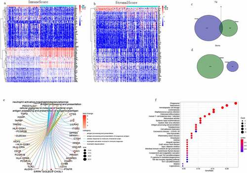 Figure 4. Heatmap of DEGs, Venn diagram and enrichment analysis of DEGs. (a) Heatmap of DEGs produced by comparison between high and low ImmuneScore groups. Row names are gene names, column names are samples that do not display id, blue represents high grouping and red represents low grouping. (b) Heatmap of DEGs in the StromalScore group. (c, d) The common up-regulated and down-regulated DEGs of two groups. (e, f) The 98 DEGs were subjected to GO and KEGG enrichment analysis