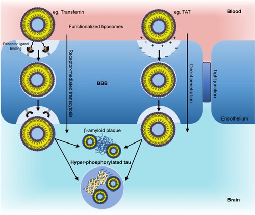 Figure 1 Promising liposomal BBB transport mechanisms.Notes: Receptor-mediated transcytosis exploits receptors highly expressed at the BBB (eg, transferrin receptor). Receptor ligand binding triggers internalization and brain delivery. A relatively new mechanism, direct penetration, involves internalization primarily exhibited by CPPs (eg, TAT). Positively charged amino acids (+++) permit endocytosis by interacting with the negatively charged endothelial cell membrane (− − −). Once in the brain, multifunctional liposomes can be directed at an appropriate target (eg, at Aβ or tau) for AD therapy.Abbreviations: BBB, blood–brain barrier; CPPs, cell-penetrating peptides; Aβ, amyloid-β; AD, Alzheimer’s disease; TAT, transactivator of transcription of human immunodeficiency virus.