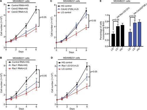 Figure 5 High glucose-induced signaling regulates the proliferation of breast cancer cells.