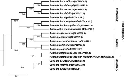 Figure 1. A phylogenetic tree based on 18 complete chloroplast genomes including A. pulchellum was constructed with the ML method using TVM + F+R6 model. Numerical value beside each node shows the bootstrap value obtained from 1000 replications. The GenBank accession numbers of genome sequences are shown in the parentheses.