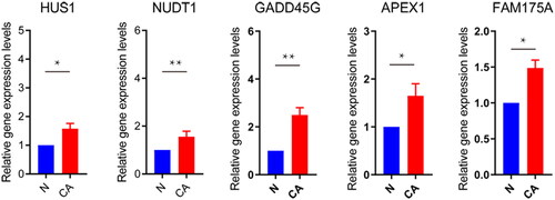 Figure 2. RT-qPCR validation of DDR-related signature genes.*P < 0.05; **P < 0.01. N: normal controls; CA: cancer.