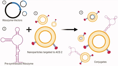 Figure 11. Transfer of ribozymes to the target cell via nanoparticle, a non-viral transfection tool. (1) Plasmid vectors that will express ribozyme. (2) Pre-synthesized ribozyme. (3) Synthesis of nanoparticles targeted to the ACE-2 receptor. (4) Conjugates formed by nanoparticles with ribozyme-vector and ribozymes. Conjugates are ready for target cell-specific transfection (created with BioRender.com).