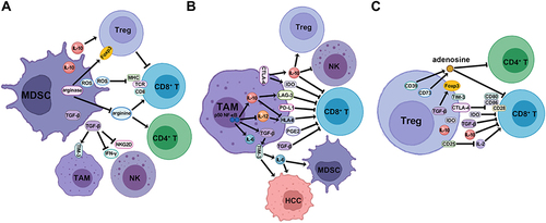 Figure 1 The mechanism of suppressive immune cells in the TME to promote HCC formation and the potential targets in these cells for HCC immunotherapy. (A) MDSCs suppress CD8+ T, CD4+ T, and NK cells, and stimulate TAMs and Treg cells by releasing various immunosuppressive molecules. (B) TAMs suppress CD8+ T and NK cells, and stimulate MDSC, Treg and HCC cells by releasing various immunosuppressive molecules and expressing a variety of immune checkpoints on the surface. (C) Treg cells suppress CD8+ T and CD4+ T cells by releasing various immunosuppressive molecules and expressing a variety of immune checkpoints on the surface.