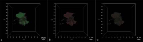 Figure 5. CLSM 3D images of amylose/quercetin complexes (5% w/w) under (a) 488 nm wavelength, (b) 633 nm wavelength and (c) superimposed laser channel