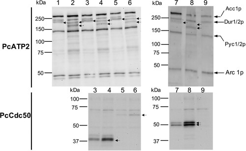 Figure 1. Analysis of PcATP2 expression in S. cerevisiae membranes, alone or co-expressed with each of the three putative PcCdc50 subunits. 5 µg of total protein were loaded on each lane. Top panels, western blots revealed with the probe against the BAD tag. Bottom panels, western blots revealed with the HisProbeTM to detect the 10xHis tag. Gel bands corresponding to PcATP2 and the P. chabaudi Cdc50 subunits are indicated by arrows. Lane 1: single expression of PcATP2-BAD. Lane 2: single expression of BAD-PcATP2. Lane 3: co-expression of PcATP2-BAD and PcCdc50B-His. Lane 4: co-expression of BAD-PcATP2 and PcCdc50B-His. Lane 5: co-expression of PcATP2-BAD and PcCdc50C-His. Lane 6: co-expression of BAD-PcATP2 and PcCdc50C-His. Lane 7: co-expression of PcATP2-BAD and PcCdc50A-His. Lane 8: co-expression of BAD-PcATP2 and PcCdc50A-His. Lane 9: empty Vector, membranes expressing no Plasmodium proteins (negative control). The theoretical molecular weight mass of PcATP2-BAD or BAD-PcATP2 is 180 kDa. The theoretical molecular weight masses of PcCdc50B-His, PcCdc50C-His and PcCdc50A-His are, respectively, 45, 61 and 51 kDa. Lanes 1–6 were run in a 8% acrylamide gel. Lanes 7–9 were run in a gel containing a gradient of acrylamide between 4–15%. Naturally occurring biotinylated S. cerevisiae proteins are indicated in lane 9: Acc1p, acetyl-CoA carboxylase; Dur 1/2p, urea carboxylase; Pyc 1/2p, pyruvate carboxylase isoforms 1 and 2, and Arc 1p, complex acyl-RNA[Citation40].