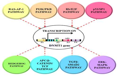 Figure 2. The figure depicts transcriptional regulation of DNMT1 expression by different cellular signaling pathways. The expression and activity of DNMT1 is synchronized by a number of signal transduction pathways that include cancer prone cellular signaling pathways such as RAS and PI3K/PKB as well as developmentally inclined networks such as HH and TGFβ-SMAD pathways. These signaling pathways control the expression of DNMT1 and, consequently, the functioning of the DNA methylation machinery to maintain a homeostatic pattern of gene expression in accordance to the cellular needs. P1, P2, P3 and P4 represents the transcription initiation sites and AP1, AP2, AP3 represents the three AP (activator protein) sites. Blue dots downstream of P1 site represent the three c-Jun-dependent enhancers.