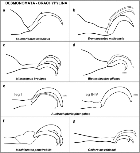 Figure 16. Examples of ambulacral claws in Desmonomata (Cohort Brachypylina). (a) Bidentate claw of the littoral S. satanicus (Ameronothroidea) (modified after Pfingstl Citation2017). (b) Tarsal claws of E. malleensis (Eremaeozetoidea) (after Colloff Citation2012). (c) Homodactylous tarsus of M. brevipes (Licneremaeoidea) (after Pfingstl & Krisper Citation2011b). (d) Bidactylous ambulacrum of B. pilosus (Licneremaeoidea) antiaxial view (after Bayartogtokh & Smelyansky Citation2003). (e) Variation of claw number between legs of A. phongnhae (Achipterioidea) antiaxial view (after Ermilov & Vu Citation2012). (f) Ambulacrum of M. penetrabilis (Oripodoidea) (after Grandjean Citation1959c). (g) Claws of G. robisoni (Oripodoidea) (after Behan-Pelletier & Knee Citation2019).