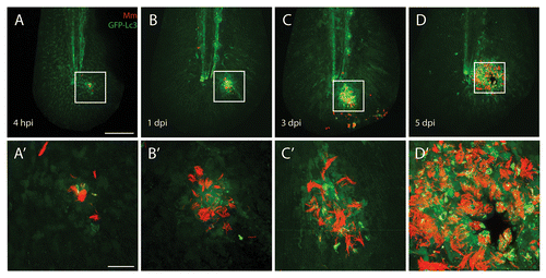Figure 3. Autophagy is induced during M. marinum infection. M. marinum infected Tg(CMV:EGFP-map1lc3b) larvae were imaged at different time points after infection. GFP-Lc3-positive (green) vesicles were observed at the site of infection from 4 hpi to 5 dpi in the vicinity of the pathogens (red) by CLSM. In the top panels (A–D) an overview of the entire tail fin imaged at low magnification is shown. In the bottom panels (A’–D’) the indicated region imaged at higher magnification is presented. A necrotic center is formed at the center of the initial stage granuloma at 5 dpi. The scale bars represent 100 μm for the images in the top panels and 20 μm for images in the bottom panels. For each time point approximately 20 larvae were imaged and representative images for each time point are shown.