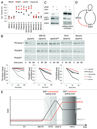 Figure 4. APC/CCdh1 targets E2F7 and E2F8 for degradation. (A) Normalized expression levels of E2F1, E2F7, E2F8, and cyclin A2 (CCNA2) in the depicted B-cell types, according to GEO database GSE4142. (B) The proteins XlTome-1, hE2F7, and hE2F8 were expressed in rabbit reticulocytes supplemented with 35S-methionine, and incubated in G1 phase S3 cell extracts supplemented with wt or dominant negative (DN) Ubch10 and either buffer, MG132, the C-terminus of Emi1, or unlabeled Securin. Time-dependent degradation was assayed by SDS-PAGE and autoradiography (top), and quantified (bottom). (C) HEK293 cells were co-transfected with Cdh1 or empty vector (pCS2) and with either E2F8, or E2F7-EGFP, or EGFP, at a 4:1 ratio. After 30 h, cells were harvested for western blotting with E2F8, GFP (experimental control), and tubulin (loading control) antibodies. (B and C) are representative experiments. (D and E) Model for the interplay between APC/CCdh1 and E2F1, E2F7, and E2F8. APC/CCdh1 regulates the proteolysis of both E2F1 and its repressors, E2F7 and E2F8 (B and C) during G1-phase. The model proposes that a delicate difference in the timing of proteolysis of the activating vs. repressive E2F transcription factors controls the G1/S transition of the mammalian cell cycle (see main text for further information/discussion).