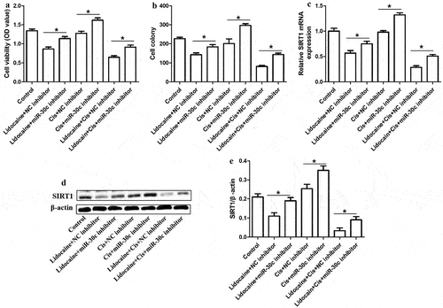 Figure 6. MiR-30c underexpression antagonizes the ability of lidocaine to suppress cell growth and chemoresistance in A431-R cells. (a) Cell viability and (b) colony numbers in A431-R cells transfected with NC inhibitor or miR-30c inhibitor for 24 h and subsequently treated for 48 h with 10 mM lidocaine, 50 μM cisplatin (Cis), or their combination. (c) Relative SIRT1 mRNA expression, as determined by quantitative real-time polymerase chain reaction. (d-e) Relative SIRT1 protein expression, as determined by Western blotting. A431-R cells, cisplatin-resistant cells; OD, optical density. *P < 0.05.