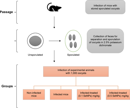 Figure S2 Scheme for the experiment design.Abbreviation: SeNPs, selenium nanoparticles.