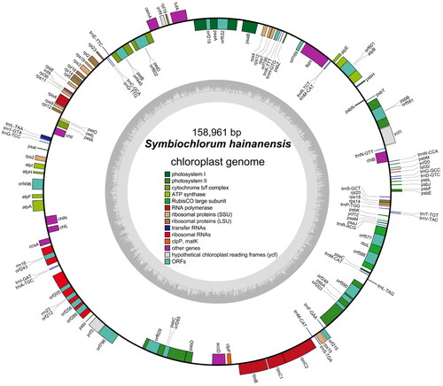 Figure 2. Chloroplast genome map of S. hainandiae. Genes are color coded by their function in the legend. Genes on the inner and outer portions of the circle are counterclockwise directions and transcribed in clockwise, respectively.