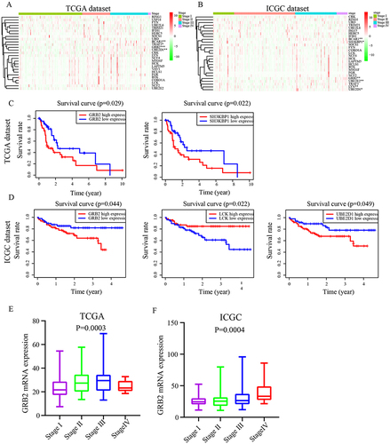 Figure 6 The relationship between hub genes and individual cancer stage and its prognostic significance. (A and B) Screening of genes that are highly expressed in the third and fourth stages of HCC. (C and D) Relationship between the expression of potentially interested genes and the survival of patients with HCC patients (P < 0.05). (E and F) Relationship of GRB2 mRNA levels with individual cancer stages of HCC patients (P < 0.05).