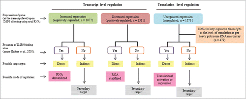 Figure 1. Data analysis strategy used to investigate the effects of IMP3 on transcriptome and translatome in glioma cells. Differentially expressed genes in transcriptome were identified (log2 ratio ≥ 0.58 or ≤−0.58). Out of these, genes having IMP3 binding sites were termed as ‘direct targets’, while those with no binding sites were termed as ‘indirect targets’. Direct targets may be possibly regulated at the level of RNA stability, while indirect targets may be secondary targets of IMP3. To identify genes only regulated at the level of translation, we had taken unregulated genes at the transcript level (Log2 ratio between 0.58 and −0.58) and checked for the differentially regulated genes at the translation level. Again, direct and indirect targets on the basis of presence and absence of IMP3 binding sites were identified. Here, direct targets may be regulated at the level of translation, while indirect targets may be regulated as secondary effects.