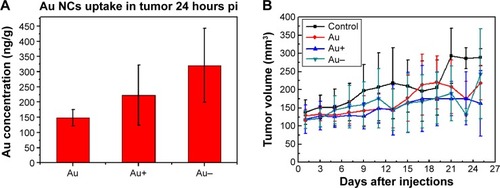 Figure 7 Tumor uptake and cancer therapy with Au, Au+, and Au.Notes: (A) Biodistribution in tumor tissue of Au NCs with different surface charges at 24 hours after injection. (B) Change in tumor volume over 23 days following treatment with Au NCs under 5 Gy radiation.Abbreviations: Au NCs, gold nanoclusters; pi, postinjection.