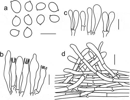 Figure 8. Microscopic features of Tricholomopsis floccosa (type, HKAS 57681). (a) Basidiospores; (b) Hymenium; (c) Cheilocystidia; (d) Pileipellis. Bars: a – b = 10 μm, c – d = 20 μm.