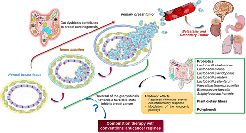 Figure 3. Reversal of microbial dysbiosis can aid in inhibition of breast tumor development and progression by mounting the immune system and rewiring the cancer-associated pathways. Consumption of probiotics and a diet rich in fibers and polyphenols is likely to enrich the beneficial gut microbiota, which can impart an anti-tumor effect in breast cancer models. The red arrow indicates the various stages in the development of breast tumor, followed by subsequent metastasis. The green arrow depicts the suppression of breast tumorigenesis, following reversal of gut dysbiosis. The application of the gut microbiota in combination with contemporary therapeutic modules is a research focus for further investigations.