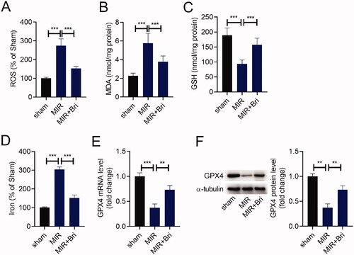 Figure 2. Bri alleviated MIR-induced ferroptosis. SD rats were intragastrically administered with Bri, followed by undergoing MIR surgery. The levels of ROS (A), MDA (B), GSH (C), and iron (D) in the myocardium of rats were determined using commercial kits. (E and F) qRT-PCR and western blot analysis of GPX4 expression in the myocardium of rats. **p < 0.01 and ***p < 0.001.