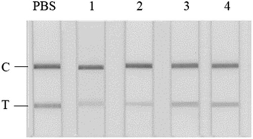 Figure 7. GICA results for different Scophthalmus maximus extracts. From left: PBS, crude extract, CIP of 10 ng/ml in PBS, samples extract after optimized pre-treatment and the corresponding blank control.