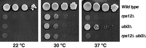 Figure 1. Deletion of RPS12 results in a severe slow-growth phenotype. Growth analysis of the rps12 null mutant in the W303 background. Cells of the strains W303-1A (Wild type), SMY315 (rps12∆), TLY14.3C (ubi3∆) and SMY372 (rps12∆ ubi3∆) were spotted in 10-fold serial dilutions onto YPD plates and incubated at 22°C for 5 days and at 30 and 37°C for 3 days.