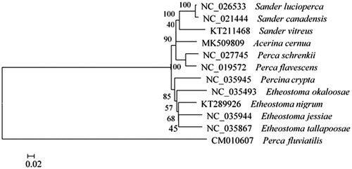 Figure 1. A phylogenetic tree constructed based on the comparison of complete mitochondrial genome sequences of the Percidae, A. cernua and other twelve species of Percidae family. They are Perca fluviatilis (European perch), P. schrenkii (balkhash perch), P. flavescens (yellow perch), Etheostoma okaloosae (okaloosa darter), E. nigrum (johnny darter), E. jessiae (blueside darter), E. tallapoosae (tallapoosa darter), Percina crypta (halloween darter), Sander vitreu (walleye), S. lucioperca (pike-perch), and S. canadensis (sauger). Genbank accession numbers for all sequences are listed in the figure. The numbers at the nodes are bootstrap percent probability values based on 1000 replications.