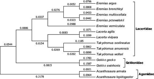 Figure 1. Phylogenetic tree generated using the neighbour-joining method based on complete mitochondrial genomes of some species of Lacertilia. Eremias argus (NC_016755), Eremias brenchleyi (NC_011764), Eremias multiocellata (NC_025304), Eremias przewalskii (NC_0259294), Eremias vermiculata (NC_025320), Lacerta agilis (KC990830), Lacerta vivipara (NC_026867), Takydromus sexlineatus (NC_022703), Takydromus amurensis (KU641018), Takydromus wolteri (NC_018777), Gekko gecko (NC_007627), Gekko swinhonis (NC_018050), Acanthosaura armata (NC_014175) and Acanthosaura lepidogaster (KR092427).