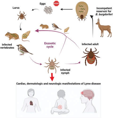 Figure 1. Enzootic cycle responsible for maintaining B. burgdorferi in tick populations. Ixodes ticks undergo a three-stage life cycle (larva, nymph and adult), with one bloodmeal per stage. Uninfected larval ticks hatch from eggs and feed on a variety of small mammals that can host B. burgdorferi. The larva takes an infected bloodmeal and moults into a next tick stage, which is a nymph. Nymphs are responsible for transmitting the majority of infections to humans, leading to variety of clinical manifestations. Deer are important hosts for adult ticks but they are not effective reservoirs for the spirochaetes. Engorged females lay thousands of eggs, however, the spirochaetes are not transmitted through the eggs to the larval progeny.